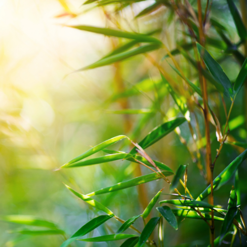 Bamboo And Coconut Fragrance Oil