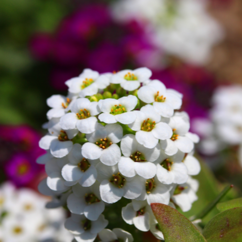 Alyssum