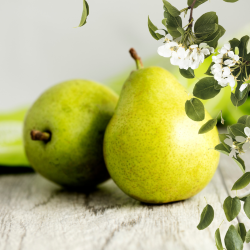 Anjou Pear Blossoms Car Air Freshener