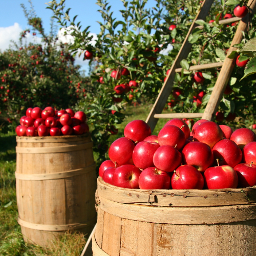 Apple Orchard Car Air Freshener