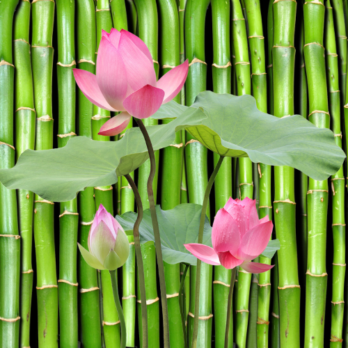 Bamboo Lotus