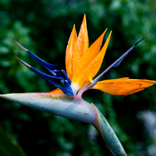 Birds of Paradise