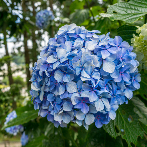 Blue Hydrangea Soy Candle