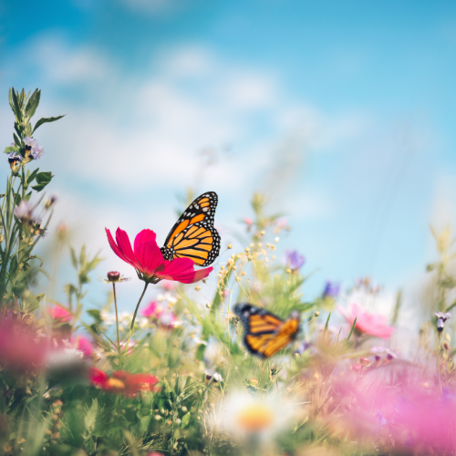 Butterfly Hugs Foaming Hand Soap