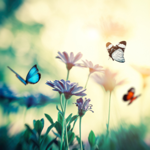 Butterfly Meadows