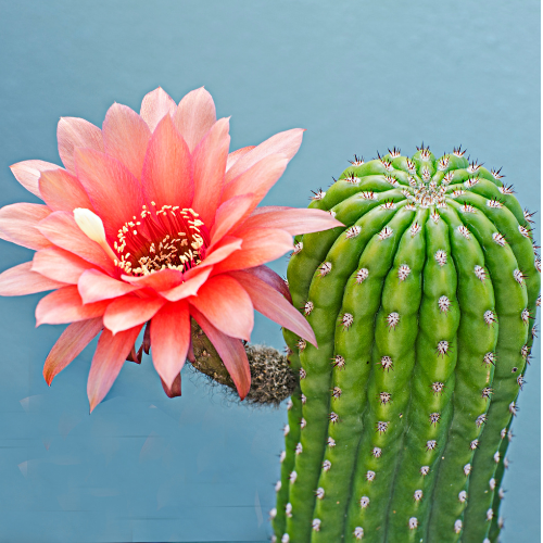 Cactus Flower