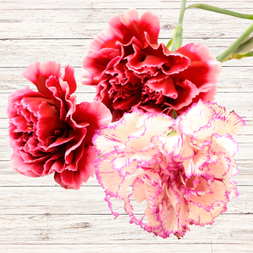 Carnation