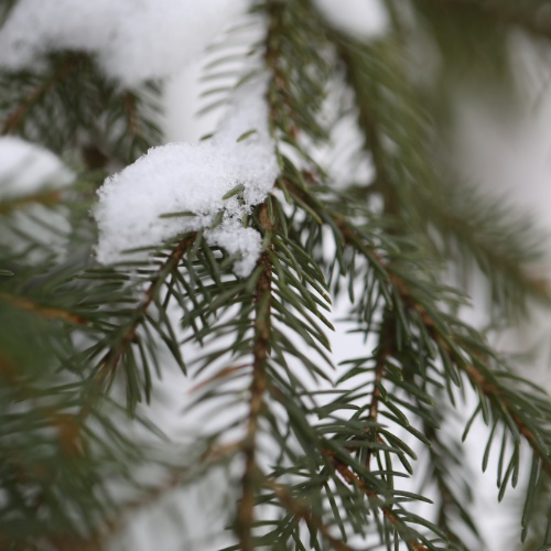 Christmas Fir Soy Candle