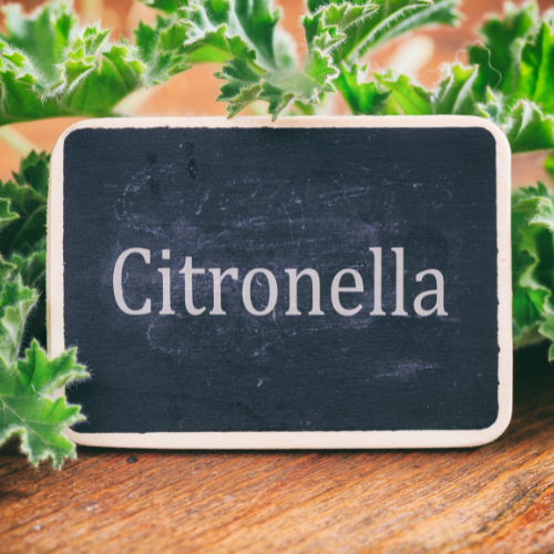 Citronella Soy Candle