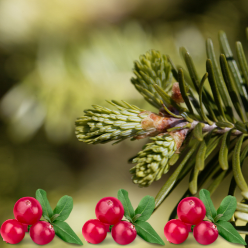 Cranberry Balsam