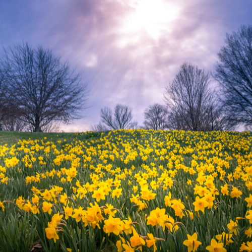 Daffodil Fields