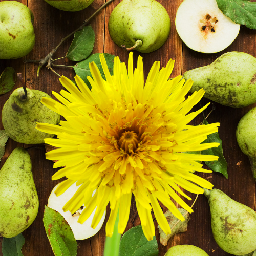 Dandelion Pear