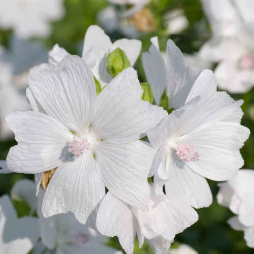 Floral Musk