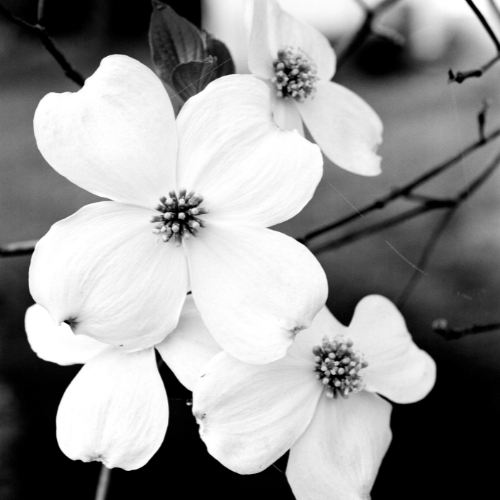 Flowering Dogwood