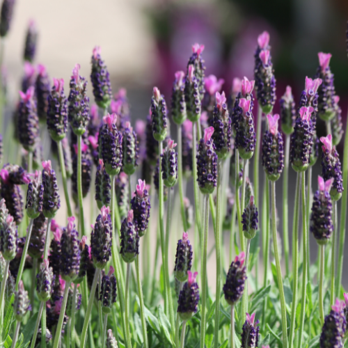 French Lavender