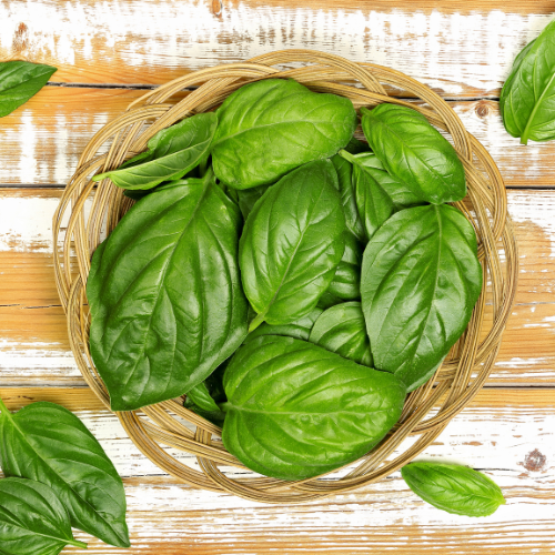 Fresh Basil