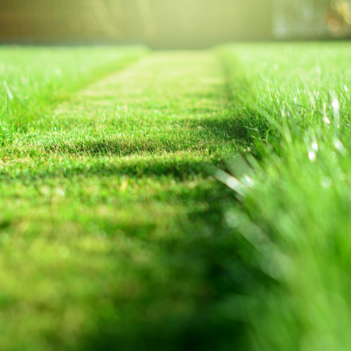 Fresh Cut Grass