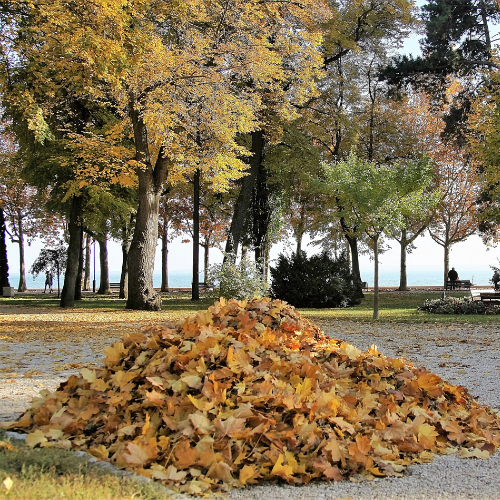 Fresh Fallen Leaves