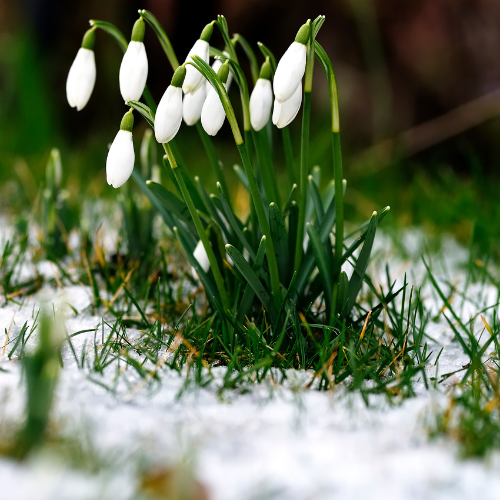 Frost & Snowdrops