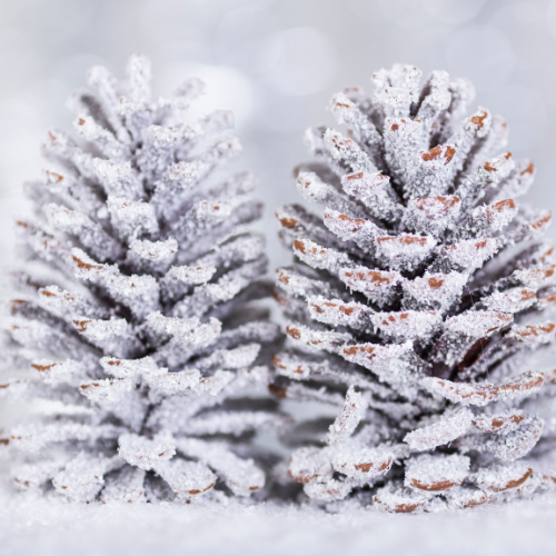 Frosted Pinecones