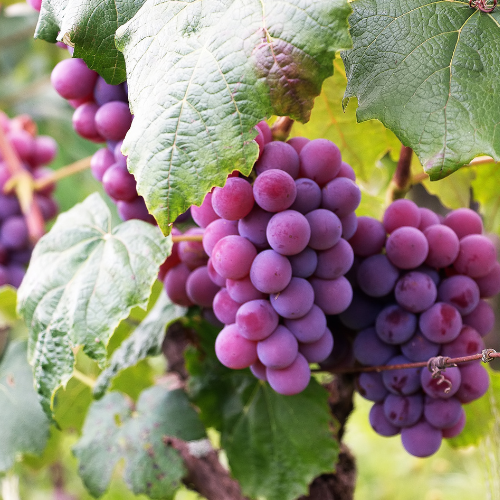 Grape Car Air Freshener