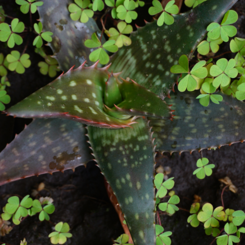 Green Clover & Aloe