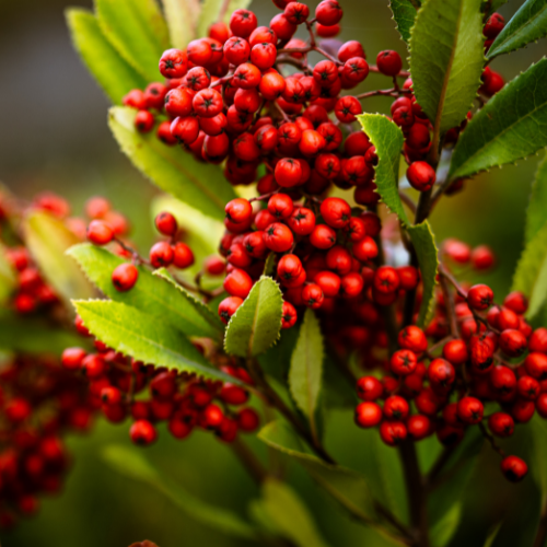 Holly Berry Soy Candle