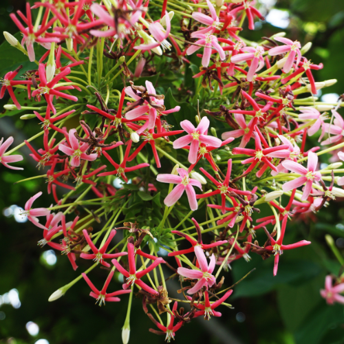 Honeysuckle