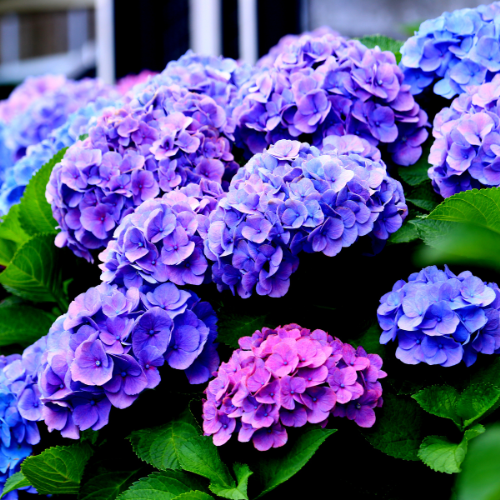 Hydrangea Heaven