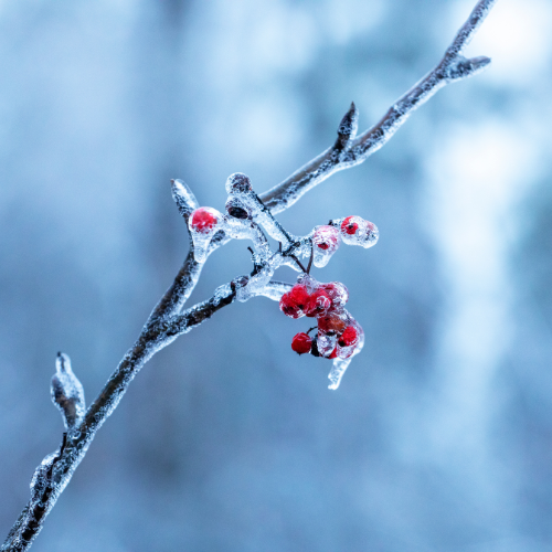 Ice Kissed Berries