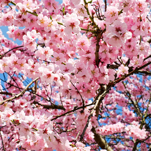 Japanese Cherry Blossom