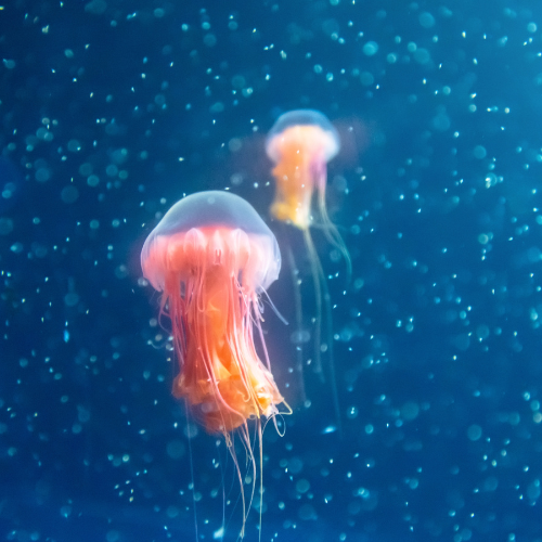 Jellyfish Bubbles