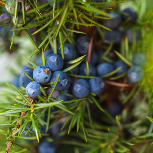 Juniper Fresh Breeze