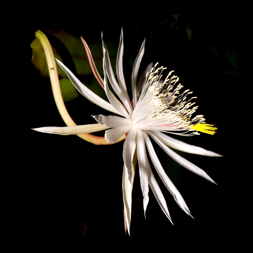 Kadupul Flower