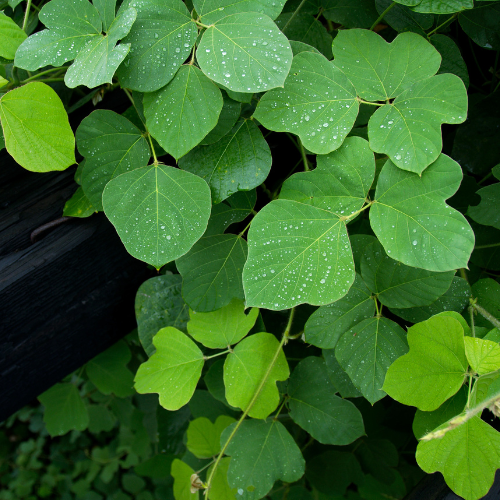 Kudzu