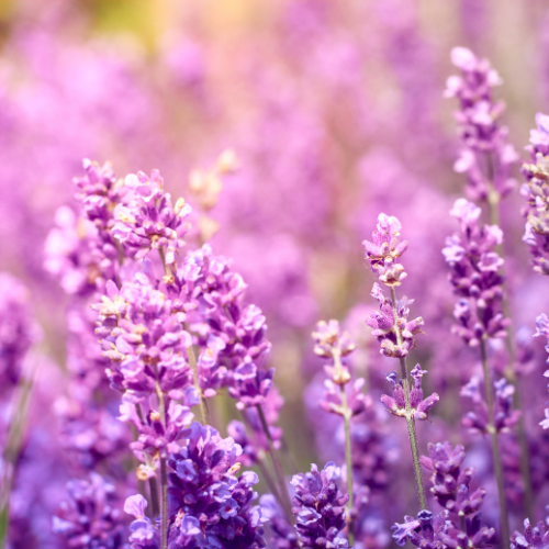 Lavender Flowers