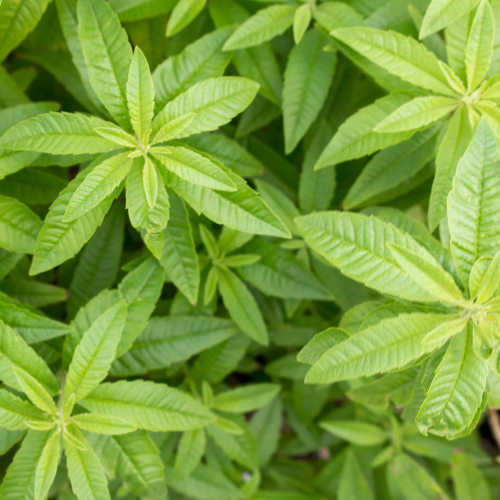 Lemon Verbena