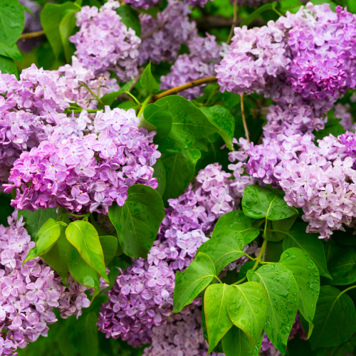 Lilac Bloom