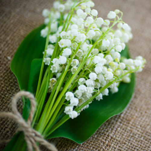 Lily of the Valley