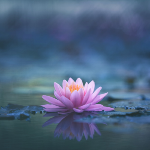 Lotus Blossom