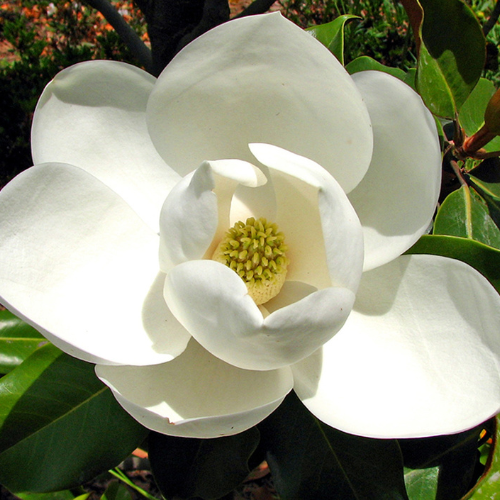 Magnolia