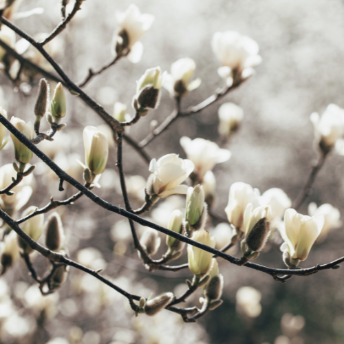 Magnolia in Bloom