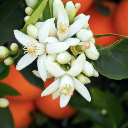 Magnolia & Orange Blossom