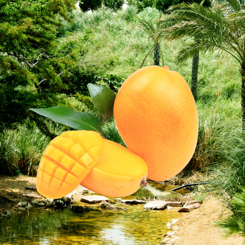 Mango Oasis