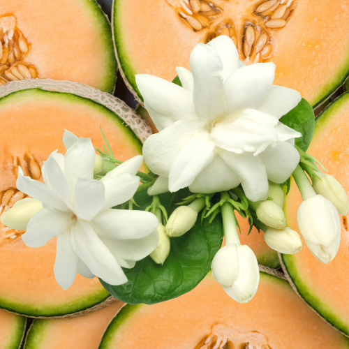 Melon Jasmine