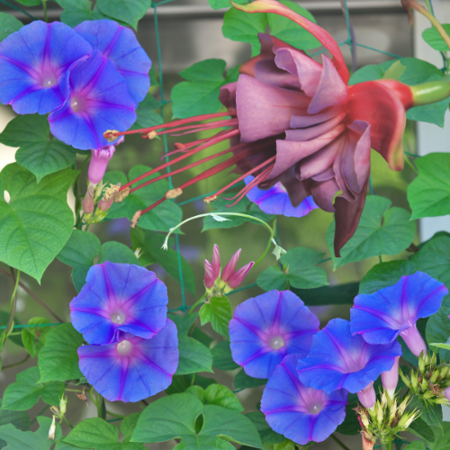 Morning Glory & Honeysuckle Type