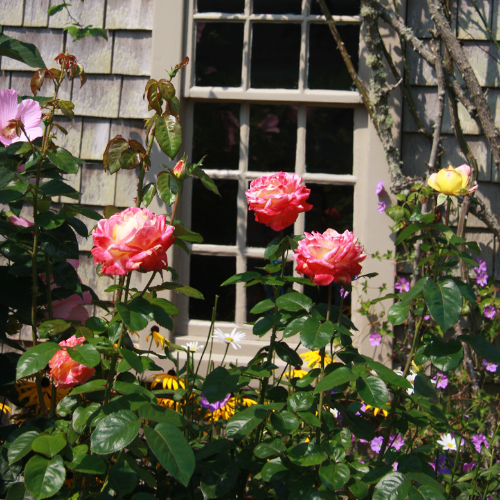 Nantucket Garden