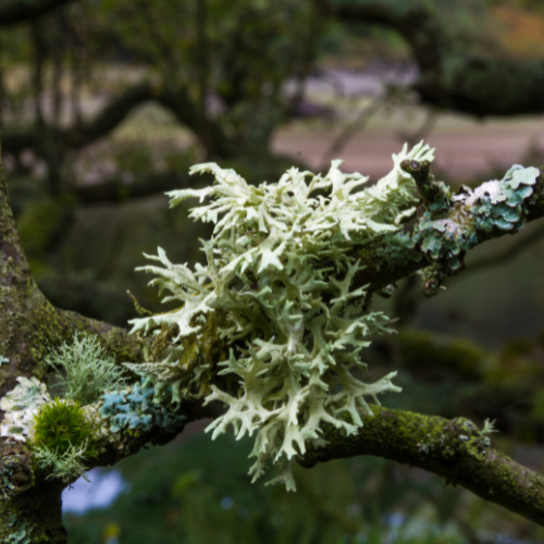 Oakmoss Car Air Freshener