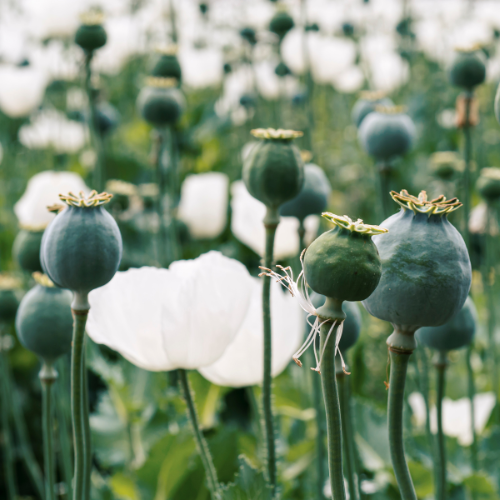 Opium Fields