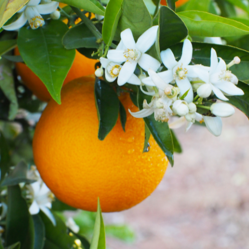 Orange Blossom Tart Wax Melts